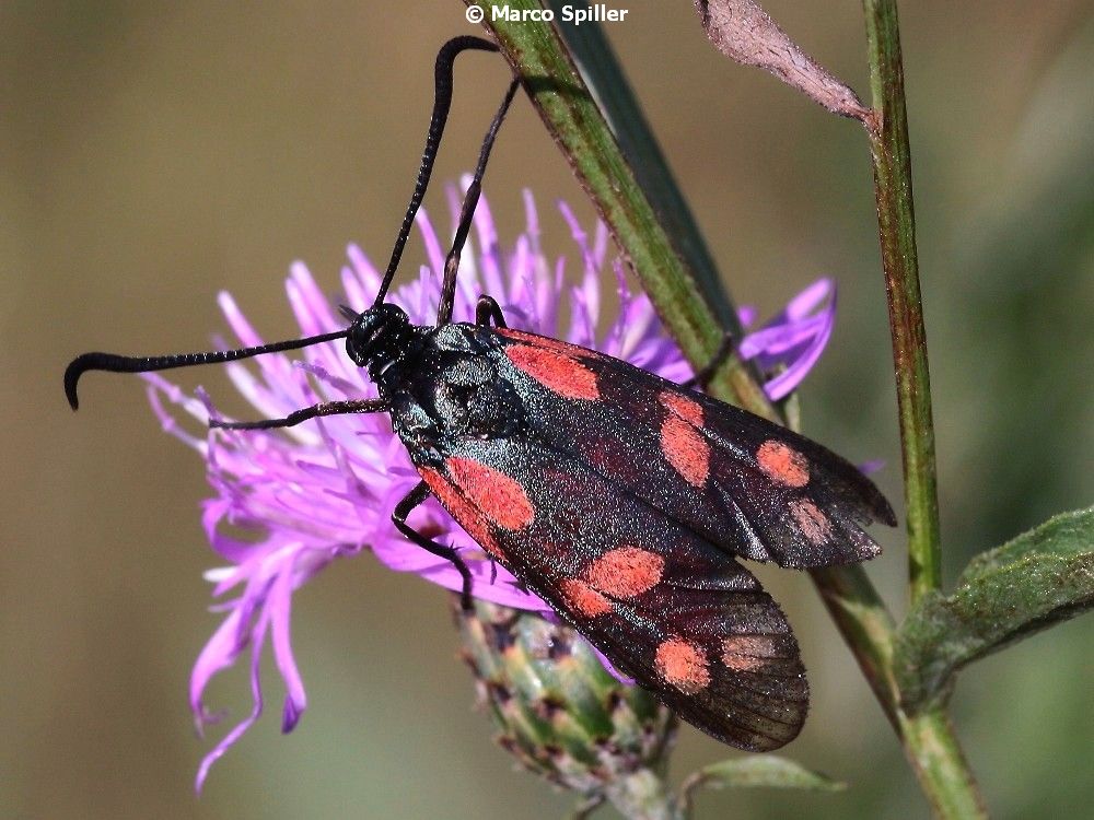 Zygaena (Zygaena) filipendulae, Zygaenidae